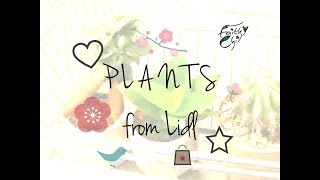 Buying Lidl Plants ~ What are they?