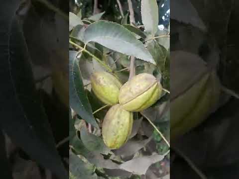 شاهد نوع جوز إليزابيث من افضل انواع جوز في الجزائر 0541426514