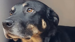 Mystery dog kept showing up at nursing home. So naturally they did this.