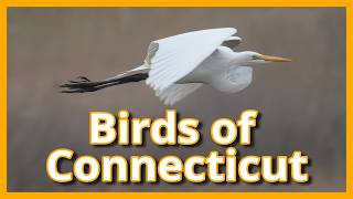 The Wild Palette of Connecticut: My Favorite Bird Photographs