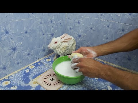 فيديو: 3 طرق لتنظيف آذان الأرانب