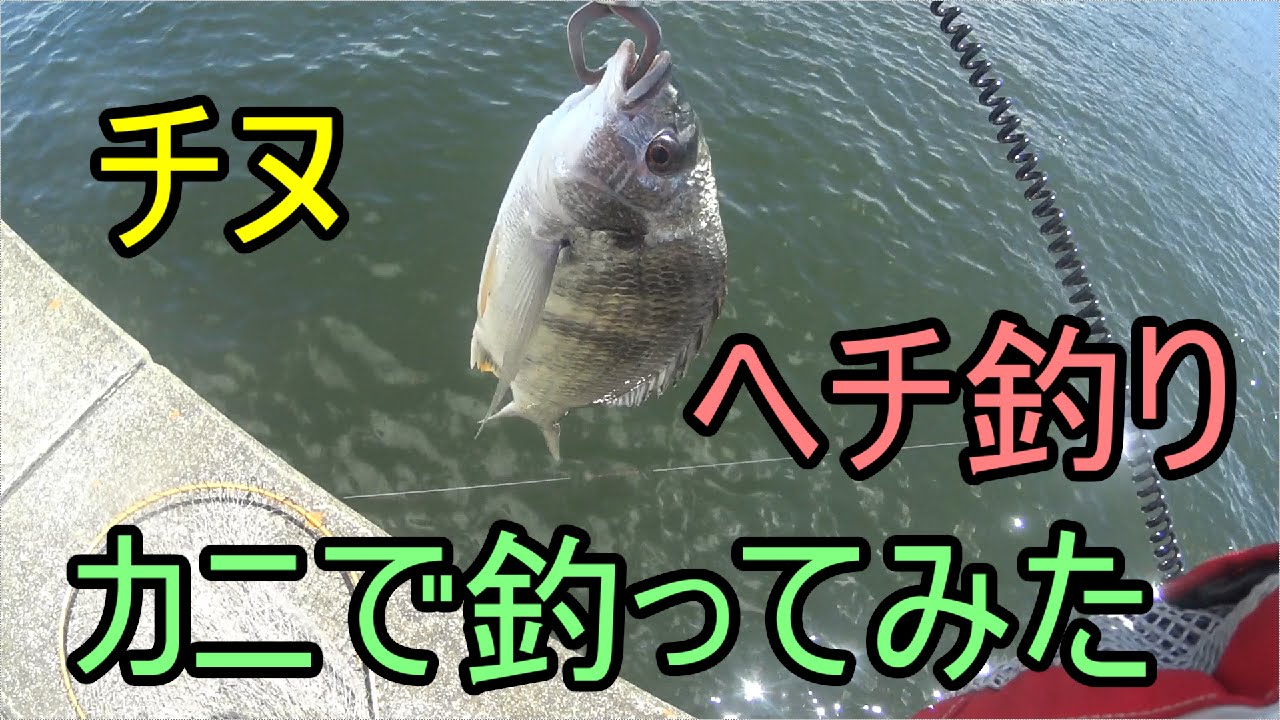 カニでチヌを釣る ヘチ釣り Youtube