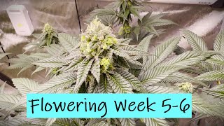 Organic Living Soil- Ethos Cherry Gar-See-Ya, Planet of the Grapes, W.Widow, Skywalker + Zweet -P. 7