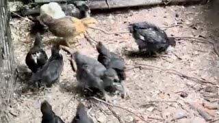 Baby chicks on the ground #Homestead #Chicken #CountryGirl #FarmLife #LivingOnTheCreek by CrazyForJesus 118 views 11 days ago 13 minutes, 36 seconds