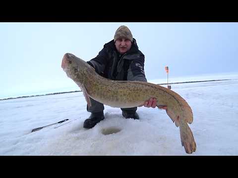 Рыбалка на налима жерлицами. Секрет рыбалки как поймать налима.  Fishing