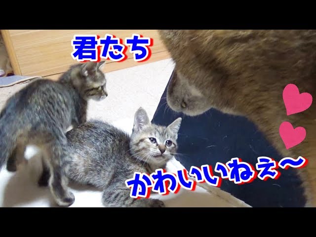 【不器用柴犬】子猫に不器用すぎた過去　Kitten loves Shiba Inu