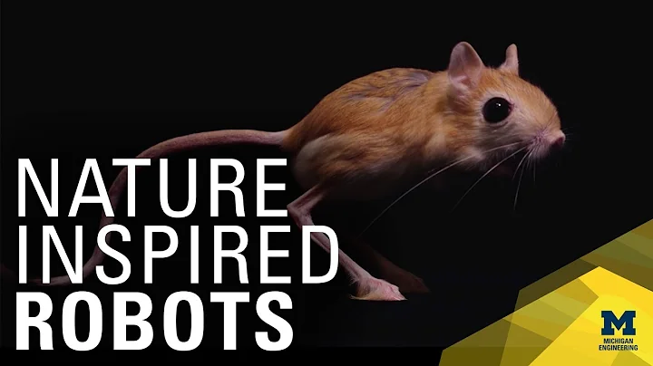 Studying a hopping mouse to advance bipedal robots