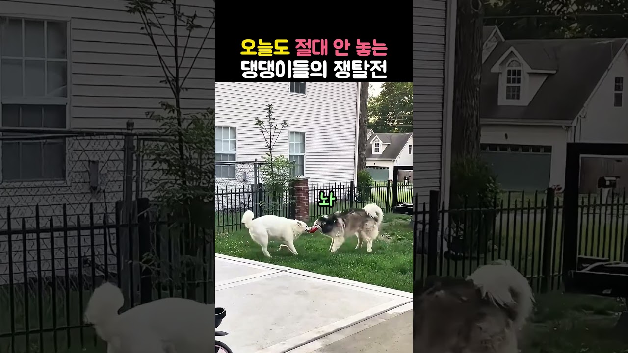 하루 종일 장난감 안 놓는 대형견 두 마리의 터그놀이 쟁탈전ㅋㅋ #대형견 #댕댕이 #터그놀이