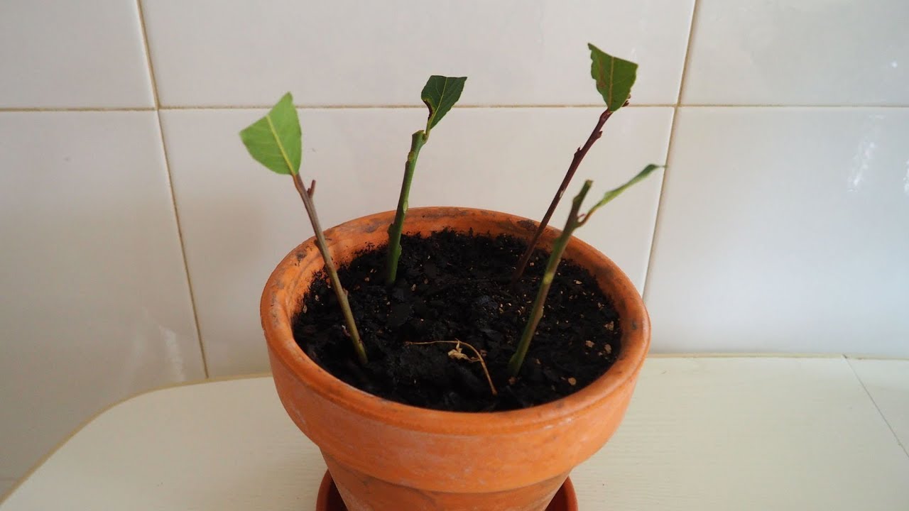 Cómo cultivar y mantener una planta de laurel, más usos