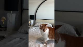 cozy morning ποΈ #morningroutine #momlife #morningvibes #peacefulvibes