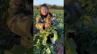 Farmers' activities to harvest beets and agricultural life