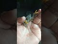 🦀 Most Dangerous Crab in the World Never Touch This! 😱😱‼️💀#shorts #seafood #trending