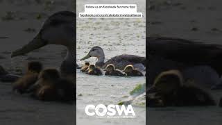 Harmful algae blooms