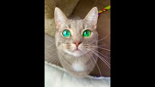 Cat Has INSANE Green Eyes!