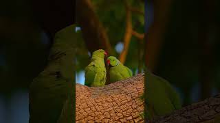 ☺️❤️ love parrot 🦜 #birds #forest #nature #naturelovers #foryou #parrot #animals