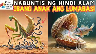 MANTIS Nanganak ng AHAS??! TAHONG kumakain raw ng ISDA?