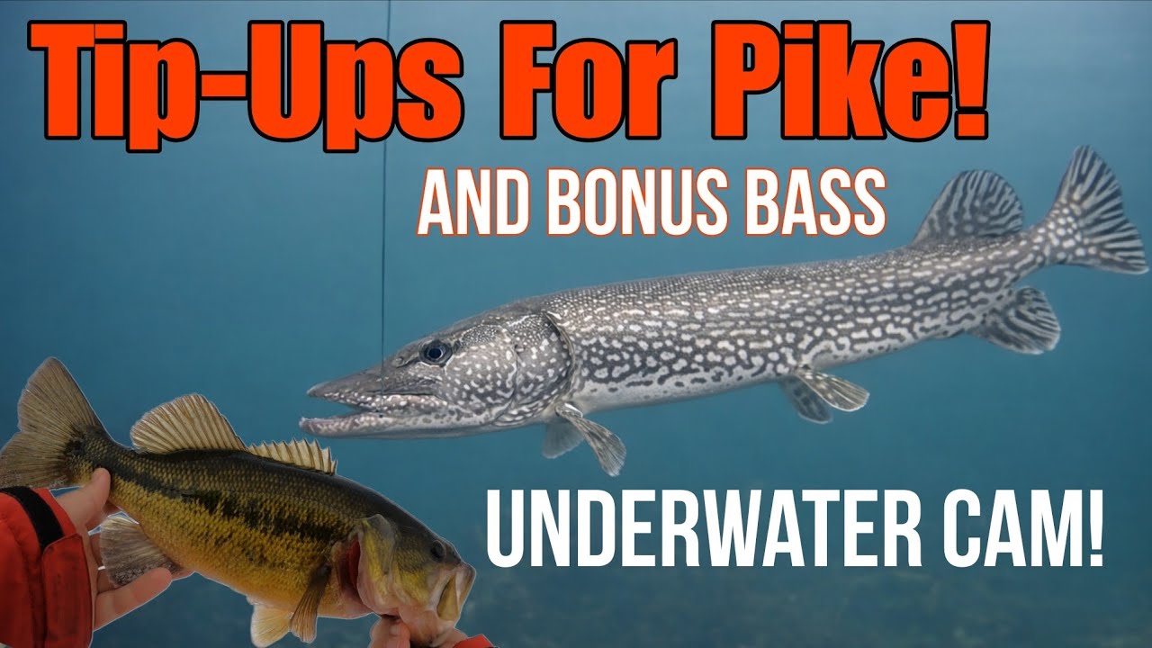 EASY Tip-Up Fishing For Pike And Bass! (Underwater Camera)