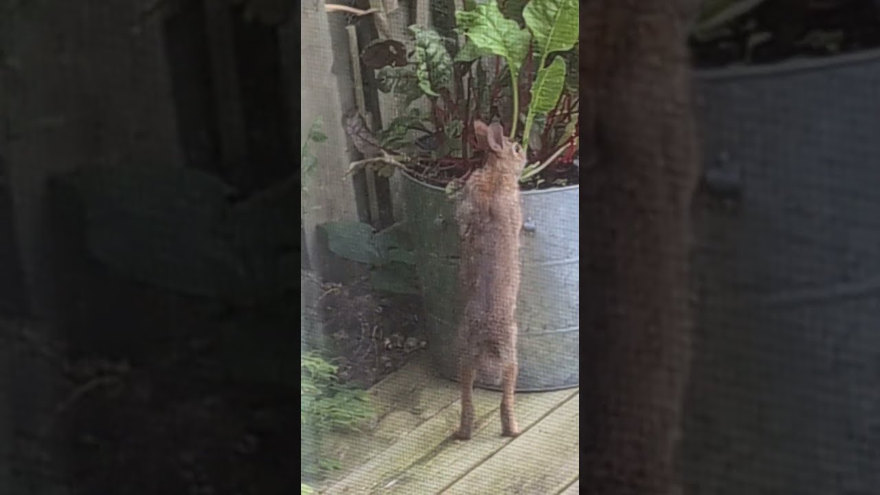 Rascally Rabbit Juvenile Hare Enjoys My Swiss Chard 