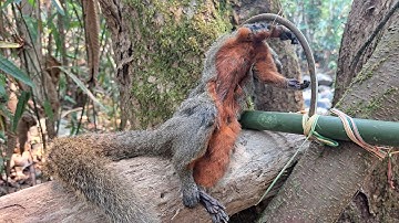 Green Wild Life: Create Amazing Trap to catch Squirrel