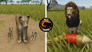 Baby Lion to Adult Lion Adventure! | Wild Savannah