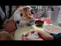 柴犬小春 日々成長する文鳥に興味津々