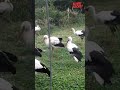 Cómo se comunican las cigüeñas Как общаются аисты 황새가 의사 소통하는 방법 How storks communicate