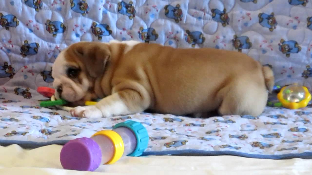 FEMALE ENGLISH BULLDOG PUPPY YouTube