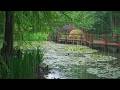 The beautiful lotus pond is raining(103) , sleep, relax, meditate, ASMR, Real Shot