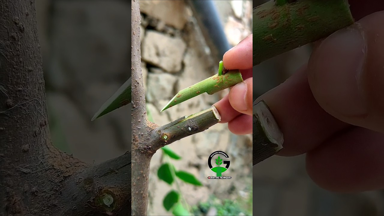 Grafting plants | Plant grafting techniques mulberry in summer 