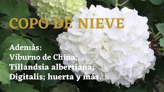 COPO DE NIEVE (Viburnum opulus); Viburno de China; Tillandsia albertiana; Digitalis o Dedalera.