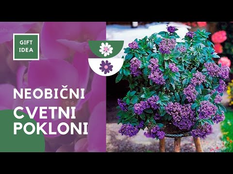 Video: Biljke koje treba pokloniti za Dan zaljubljenih - Uzgajanje sobne biljke u obliku srca