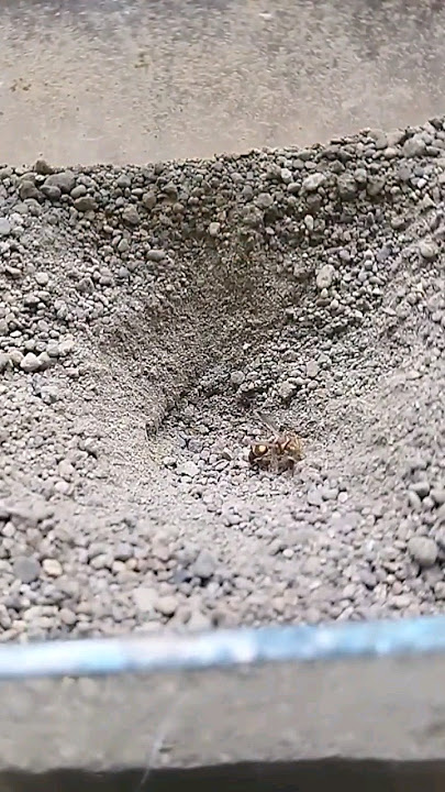 Bee VS undur undur #shorts