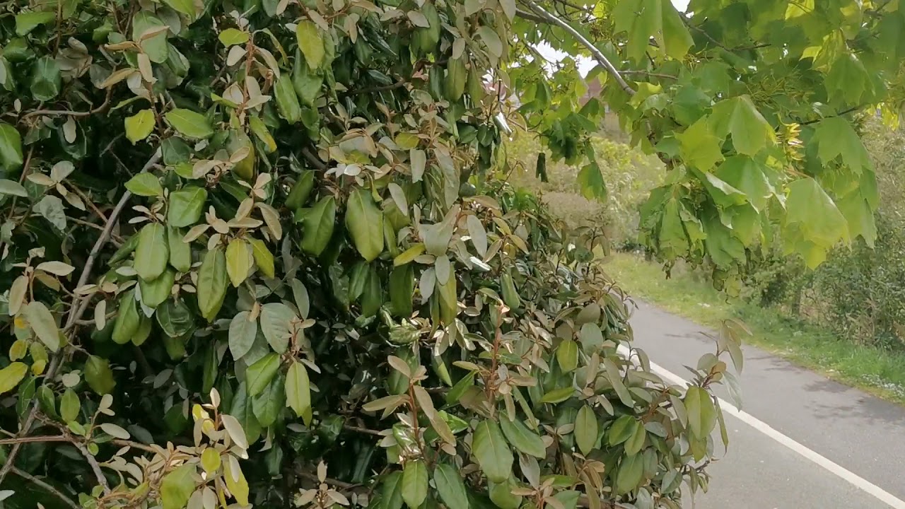 Us special operation - run for your life..London. THAMES RIVER. DPE-video.