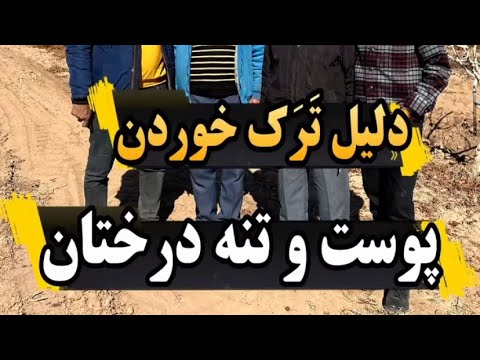 دلیل ترک خوردن تنه درختان