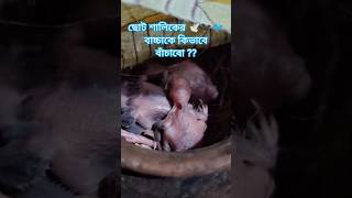 শালিক পাখিকে কিভাবে বাঁচাবো 🐦🙏🐦‍⬛#saveanimals #helpme #birdlife #birds #helpingothers #savelife #yt