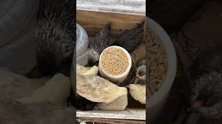 Celebrity Raising Easter egger chickens Net Worth