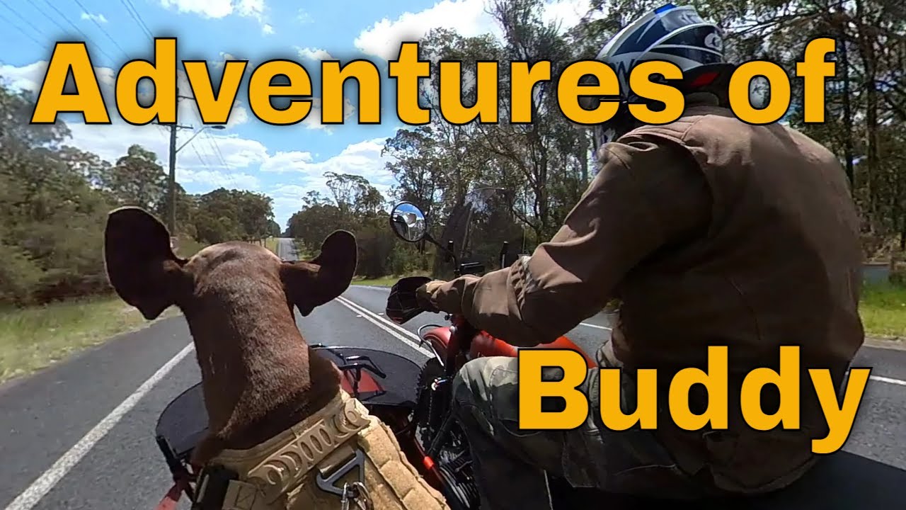 Ural Motorcycle Sidecar - The Adventures of Buddy continue...