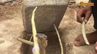 Awesome Quick Bird Trap Using Paiute Deadfall Bird Trap How To Make Paiute Deadfall Bird Trap