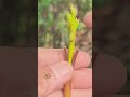 The Results Are In! Here's How to Graft an Avocado Tree #grafting #avocadografting #gardening
