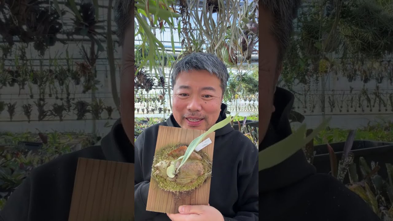 少しだけ直売所で販売するビカクシダを紹介 - YouTube