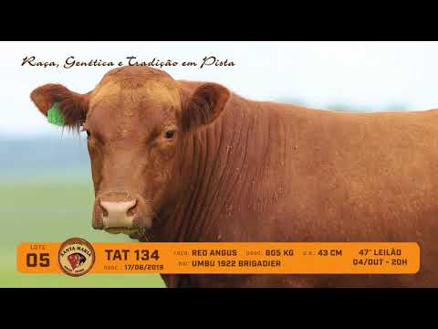 LOTE 05 - TAT 134