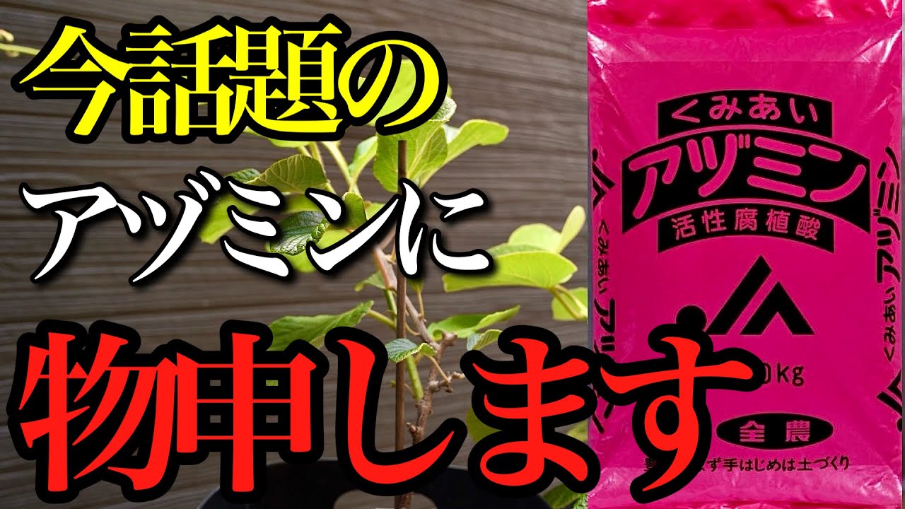【アヅミン】たくさん実を収穫したいなら腐植酸を直接入れれば良いじゃない【トマト・ナス・ピーマン・キュウリ】