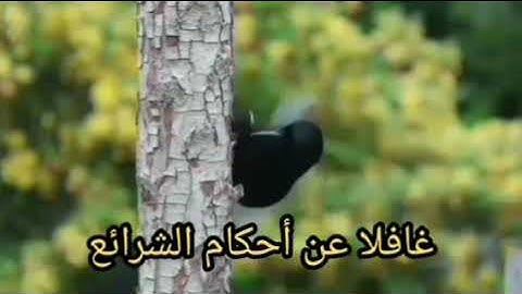 معانى كلمات سورة الضحى