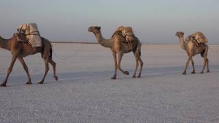 SimienEcoTours - from Mekele to the Danakil