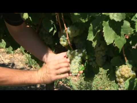 Cederberg Private Cellar - Bukettraube