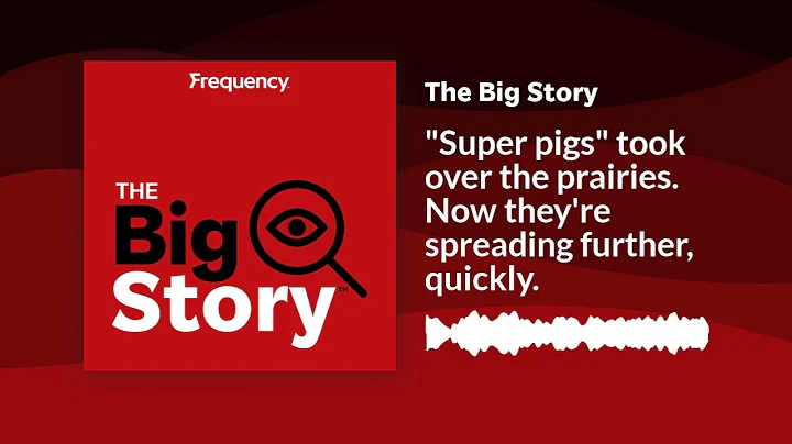 "Super pigs" took over the prairies. Now they're spreading further, quickly. | The Big Story