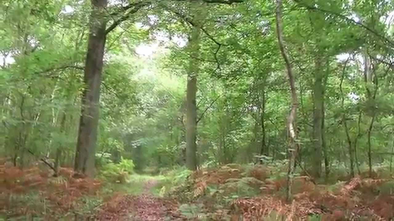 Forêt en vent en lisière de la forêt de Fontainebleau, - YouTube