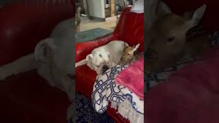 #animals #exotics #bonerthebulldog#axis #axisdeer