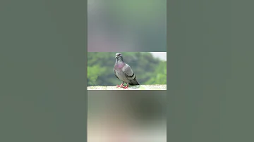 صوت الحمام 