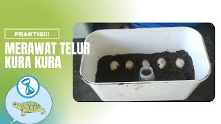 Cara Merawat Telur Kura Kura Pada Inkubator Agar Tidak BUSUK #shorts #kurakura #telurkura #turtle